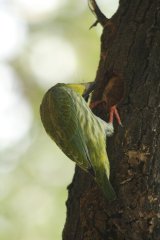 17-Woodpecker